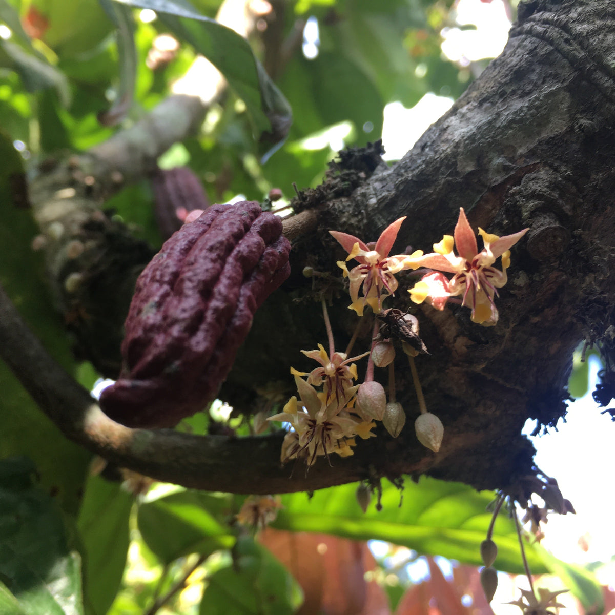 buddha's hand plant Buddha's Hand Citron Tree Cutting | Rare Fingered Citrus