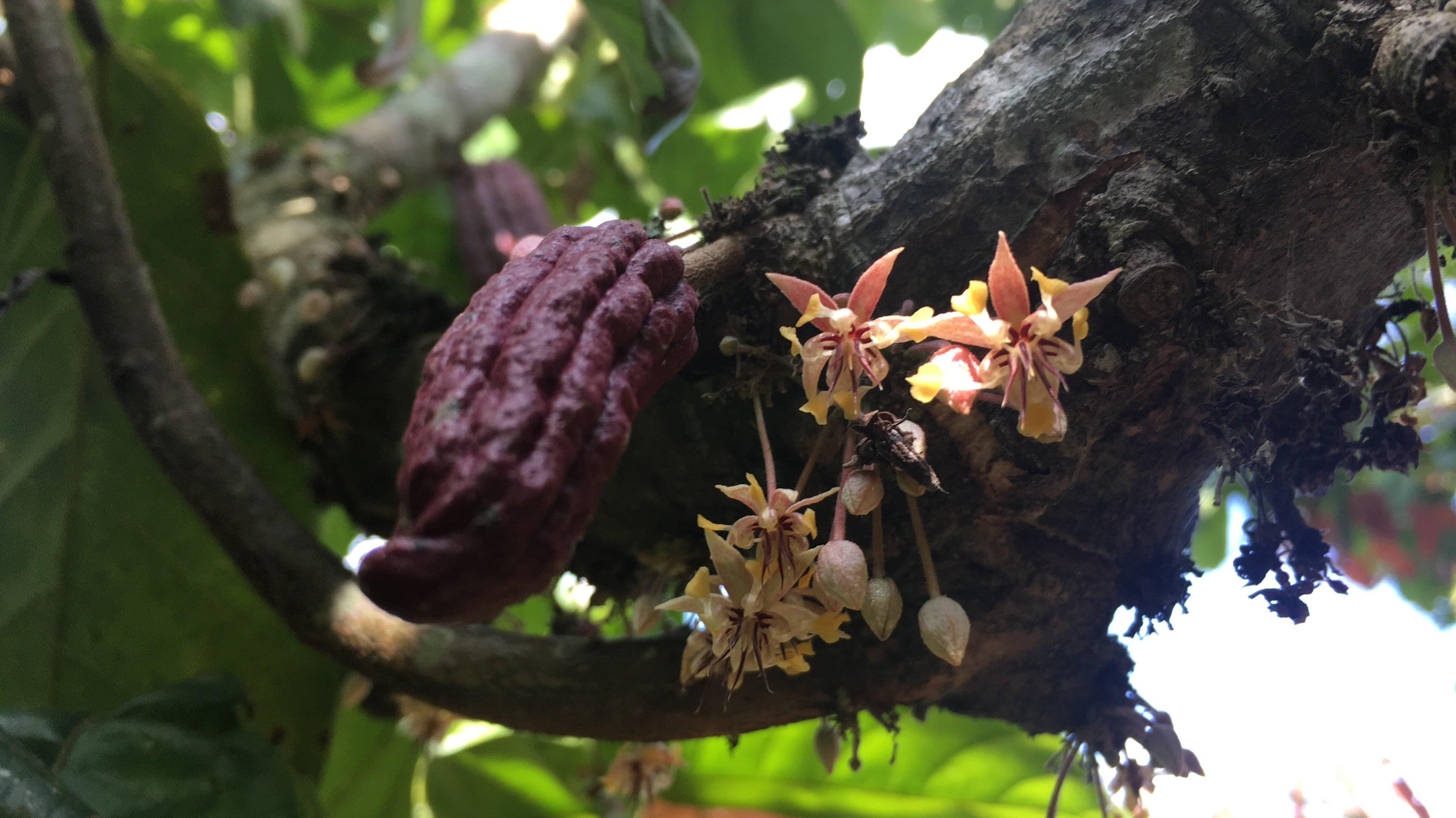 Ripe cacao pods on a cacao tree showing the journey from pod to chocolate bar