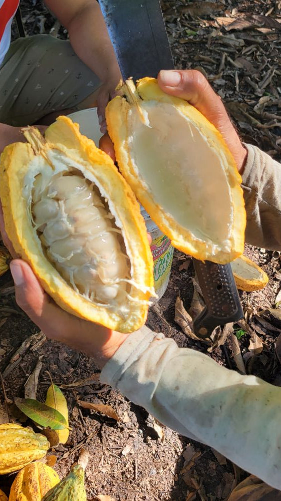Fresh cacao pod split open showing cacao beans, sourced for Moksha Chocolate ceremonial cacao in Boulder, Colorado