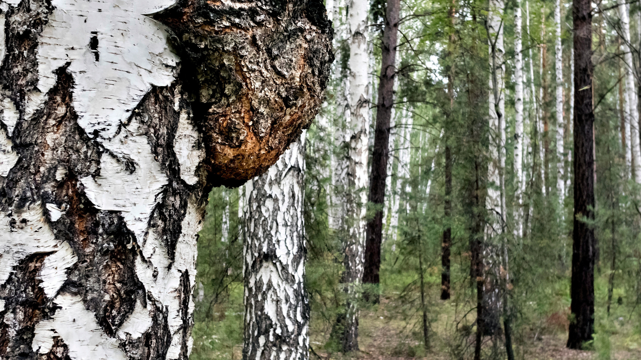 Chaga mushroom growing on a birch tree in a northern forest