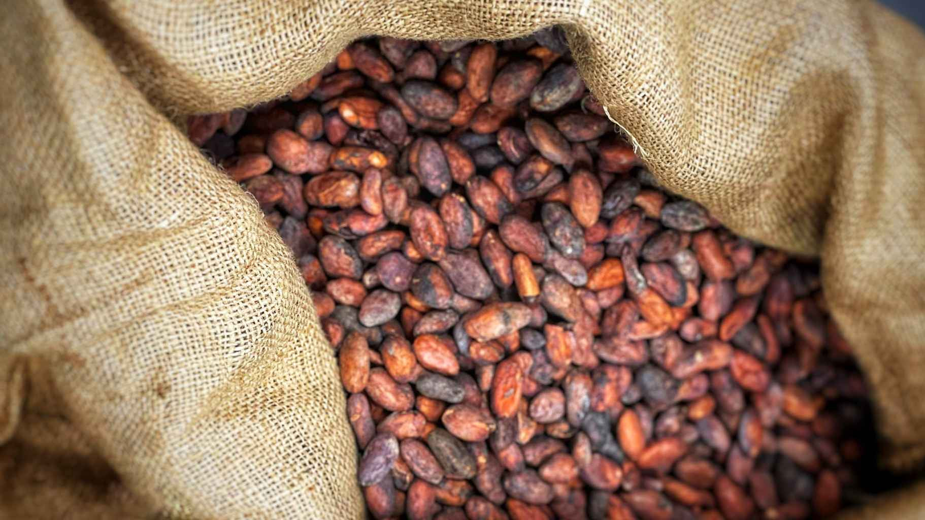 Single-origin cacao pod used in Moksha Chocolate bars, sourced from organic farms