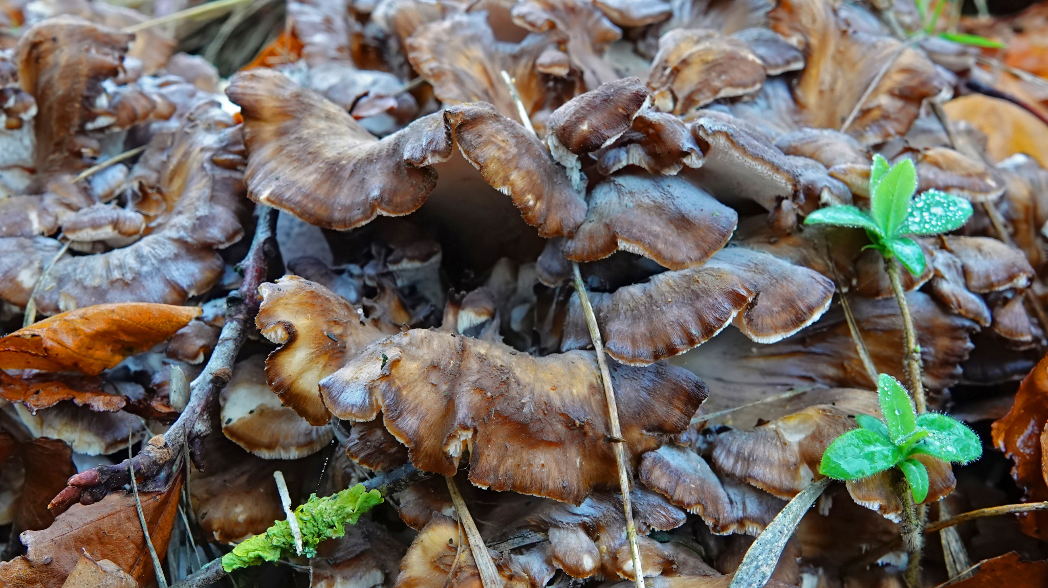 photo of Maitake mushroom growing in the wild