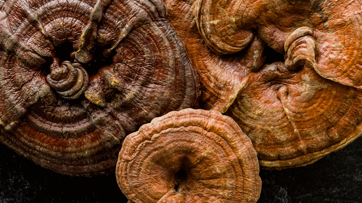 three reishi mushrooms