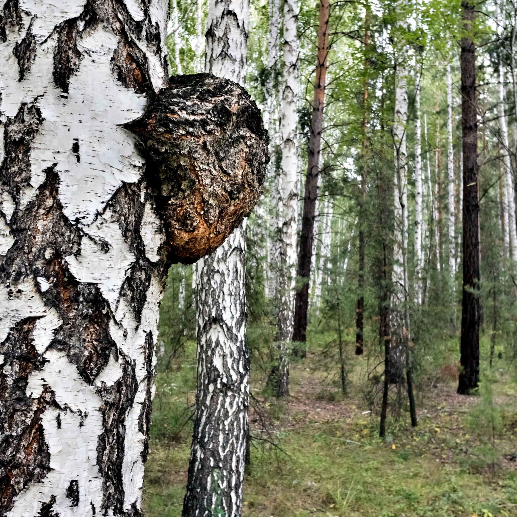 Wild chaga mushroom growing on the bark of a white birch tree in a dense forest, known for its immune-supporting properties.
