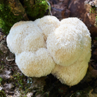 Fresh Lion’s Mane mushroom growing on a mossy tree trunk with white shaggy spines, known for cognitive and nootropic benefits.