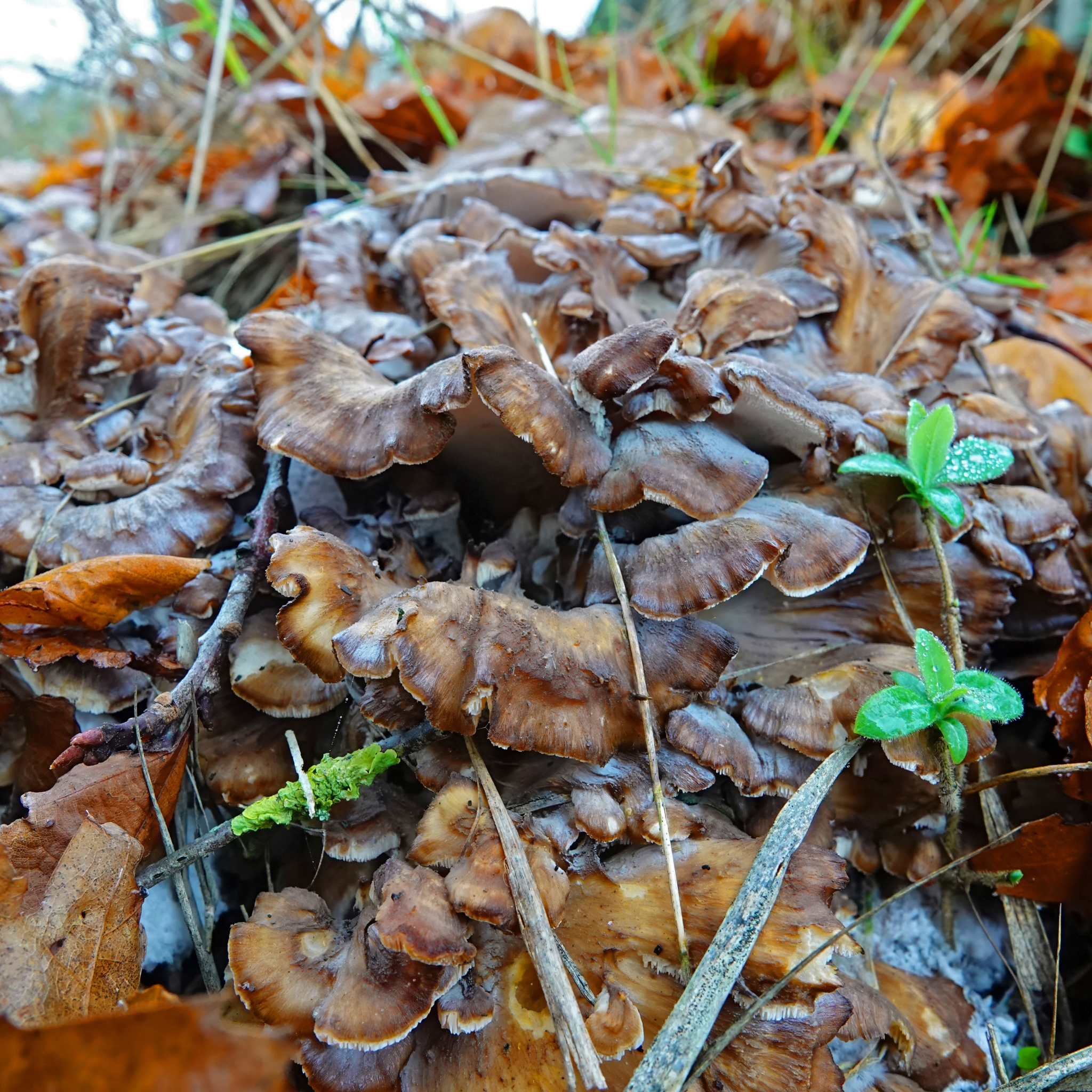 Cluster of wild Maitake mushrooms, also known as hen-of-the-woods, growing on the forest floor among fallen leaves and grass.