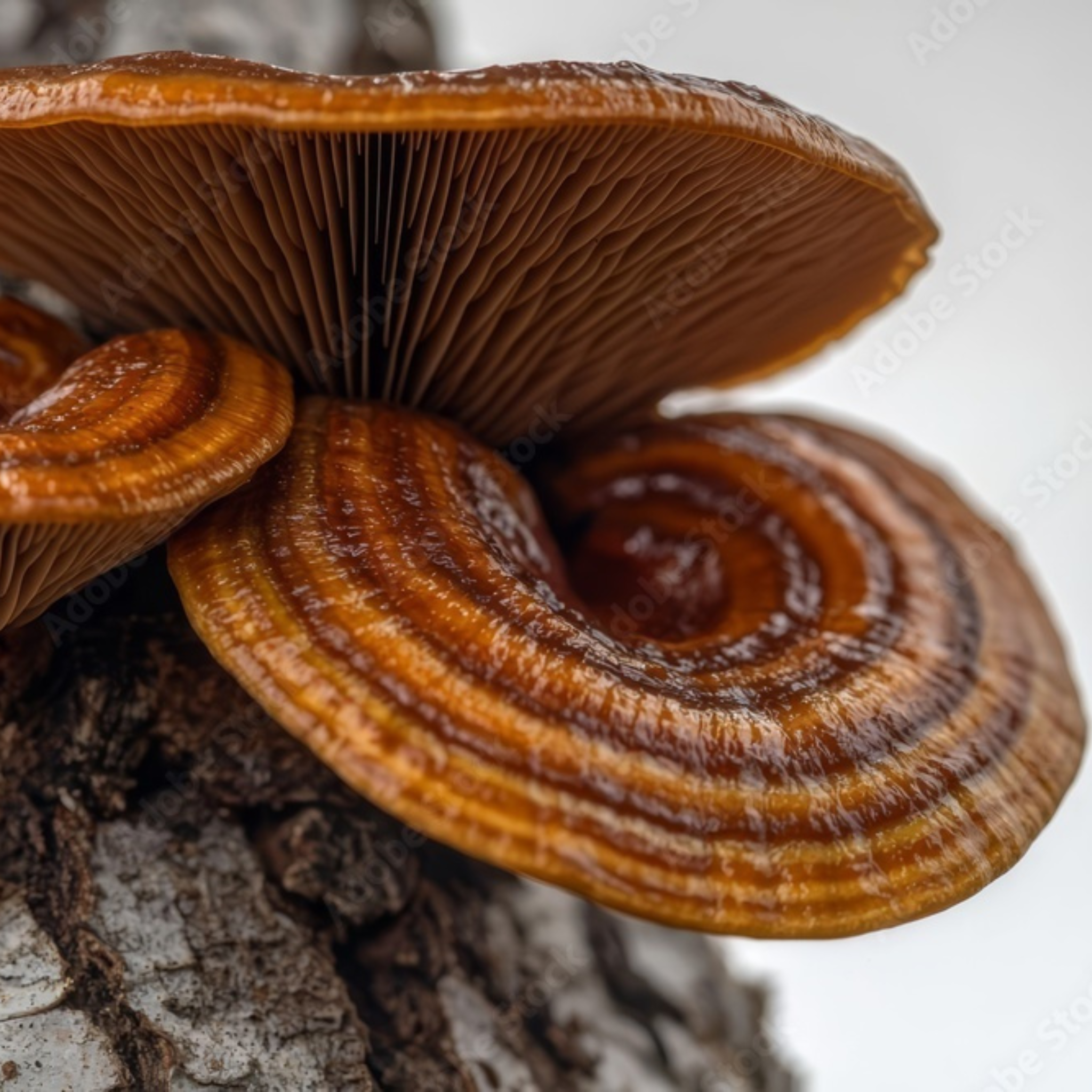 Close-up of a Reishi mushroom growing on tree bark showing gills and glossy texture of its reddish-brown cap.