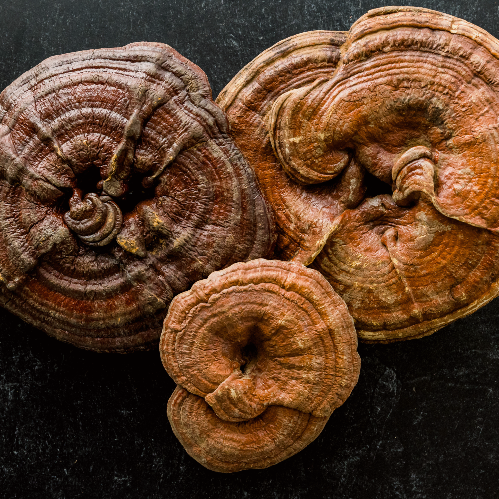 Three dried Reishi mushrooms with concentric reddish rings on a dark stone background, used in functional wellness and herbal supplements.