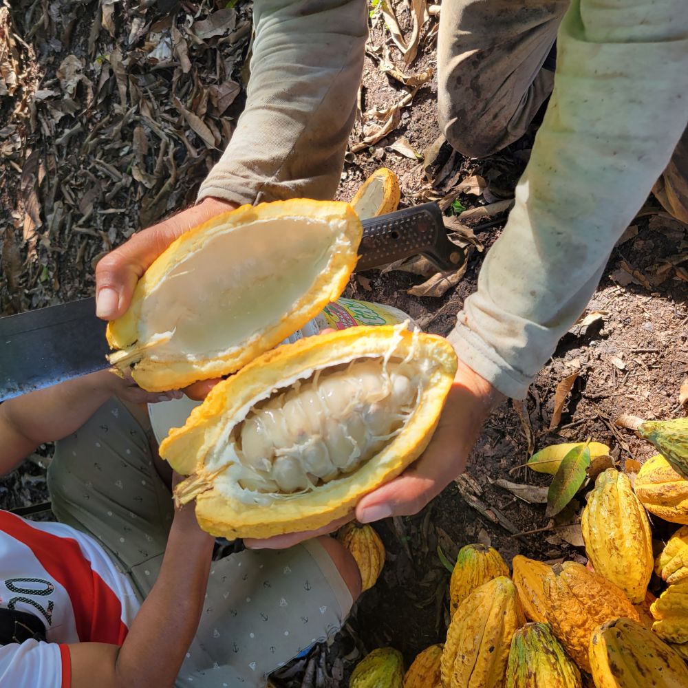 Fresh cacao pod split open showing cacao beans, sourced for Moksha Chocolate ceremonial cacao in Boulder, Colorado