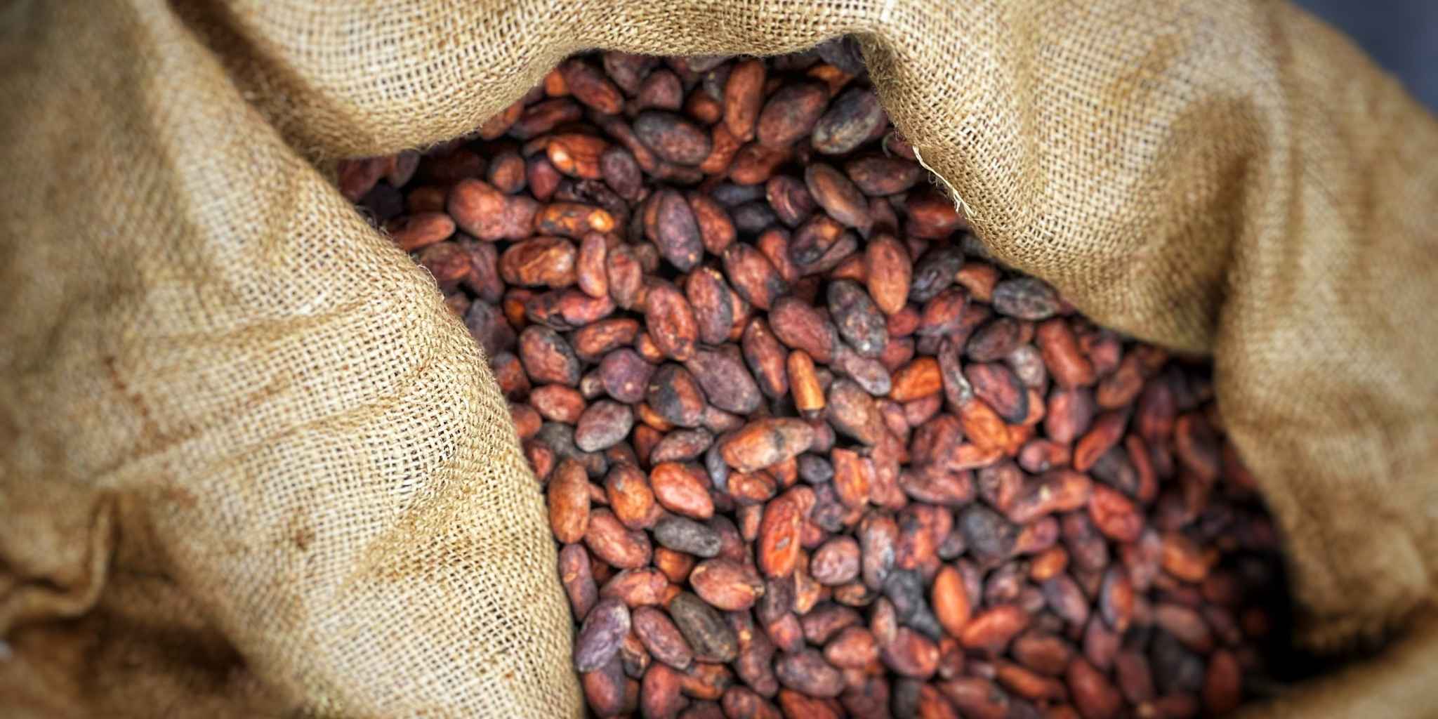 Single-origin cacao pod used in Moksha Chocolate bars, sourced from organic farms
