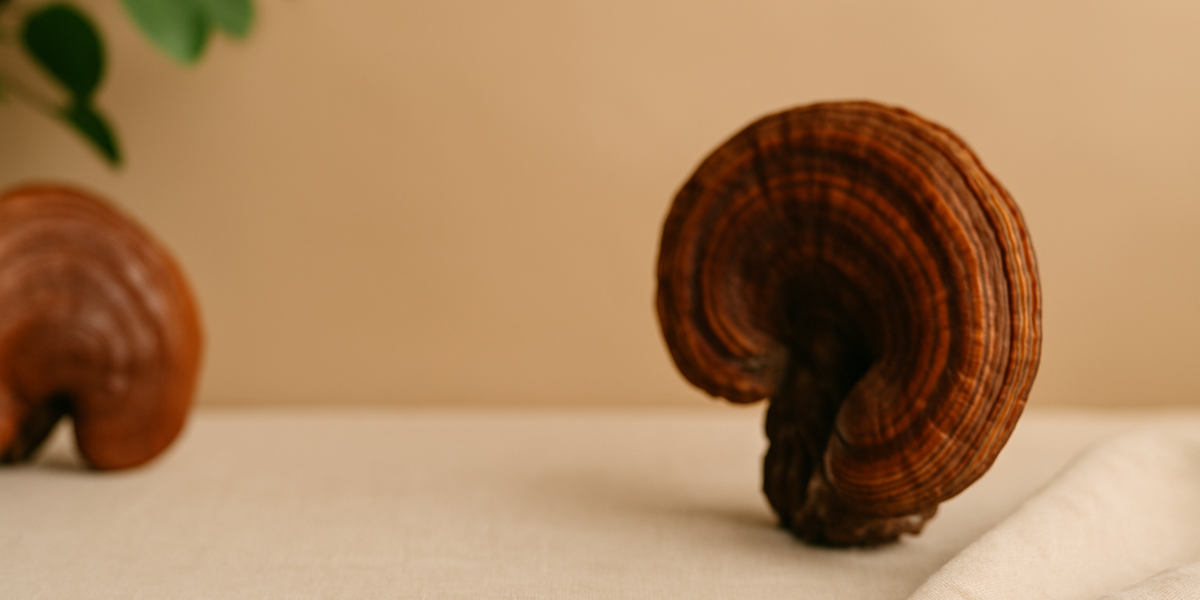 Reishi mushrooms displayed on a neutral fabric surface with soft lighting and greenery, showcasing the calming and wellness-focused benefits of Reishi mushrooms.